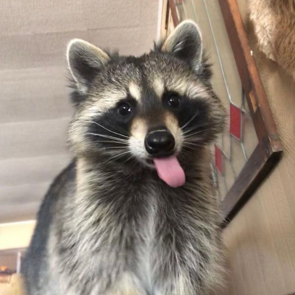smushee