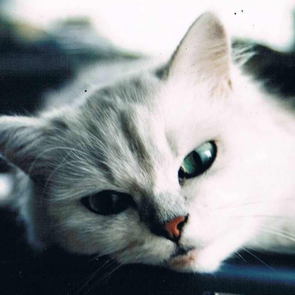 灰猫