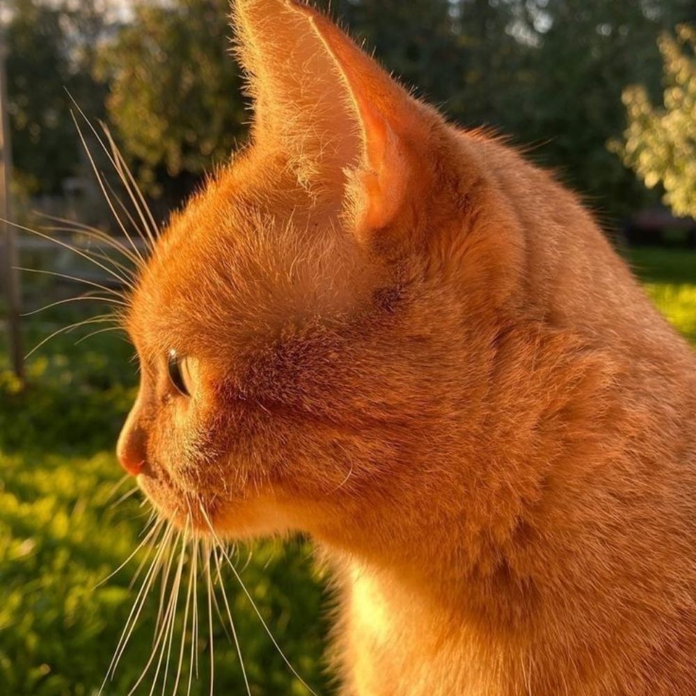 🍊