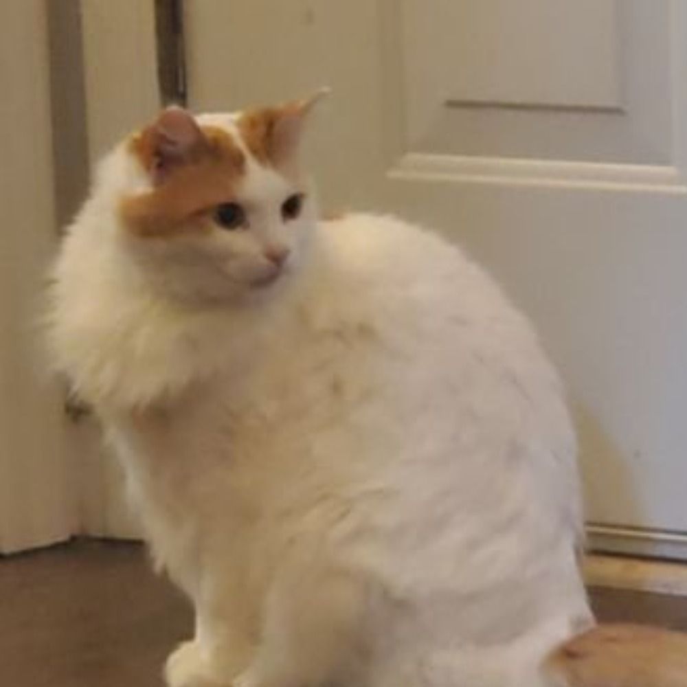 fugacity appreciator