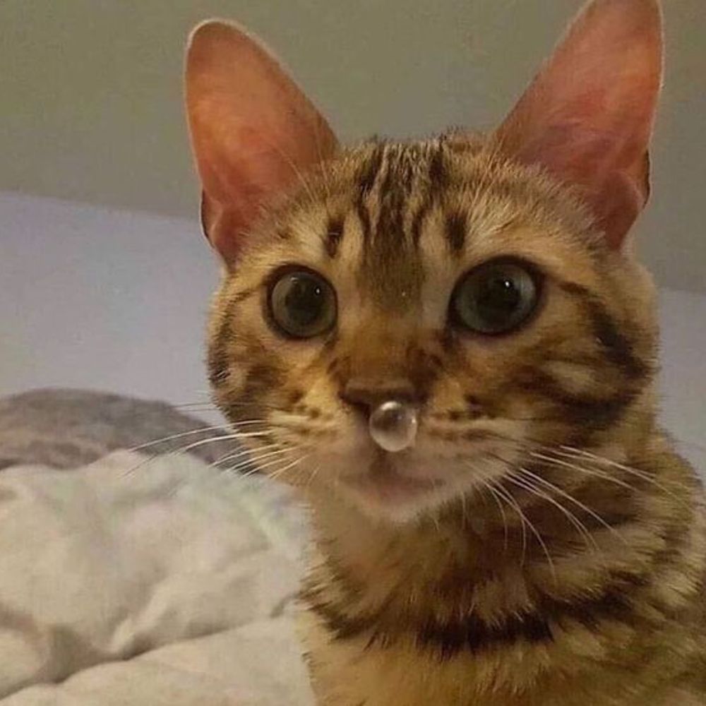 chaton