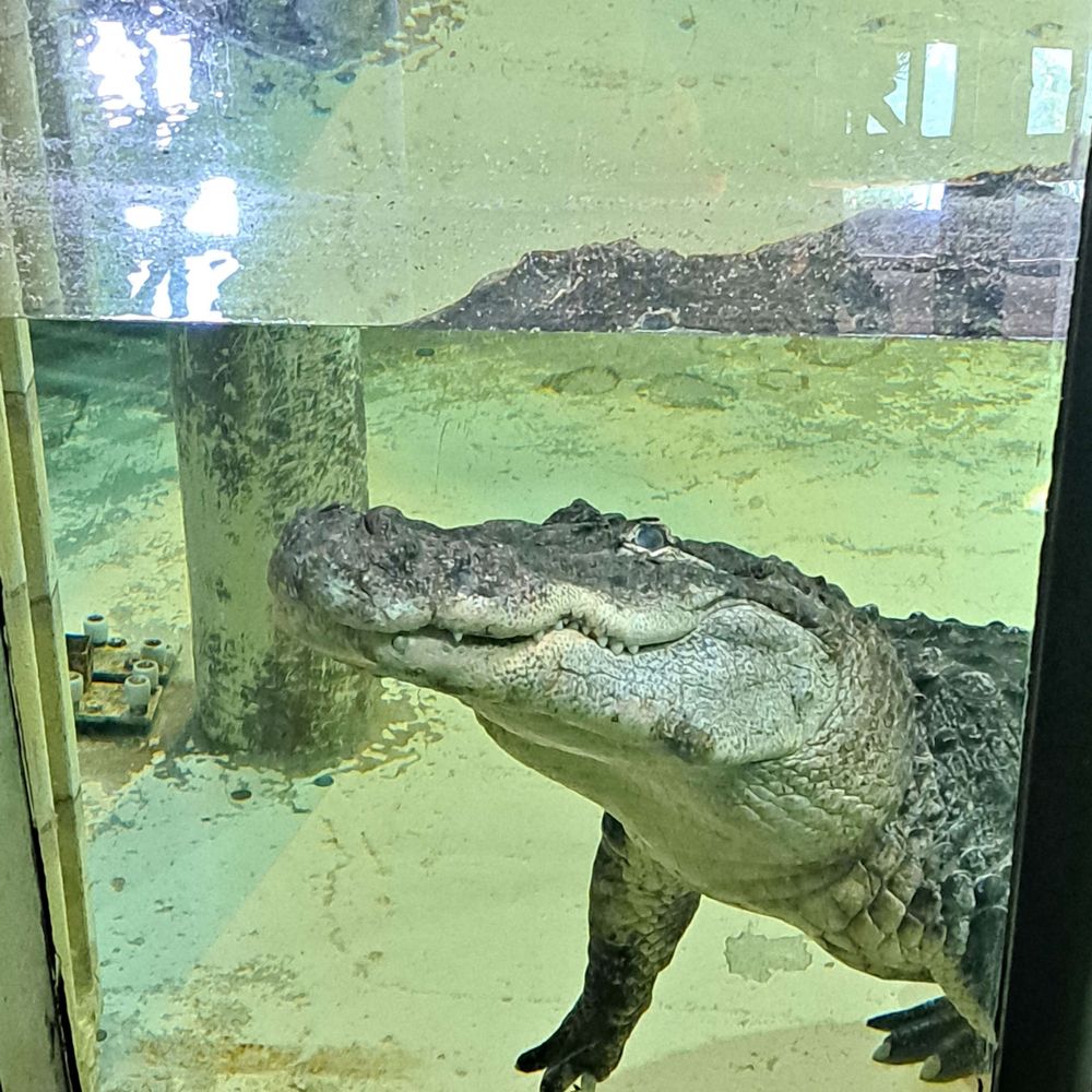 ぴすまざふぁっかー