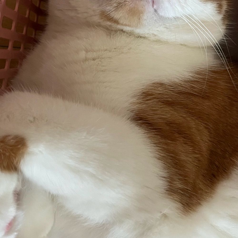 まこちーの移行先