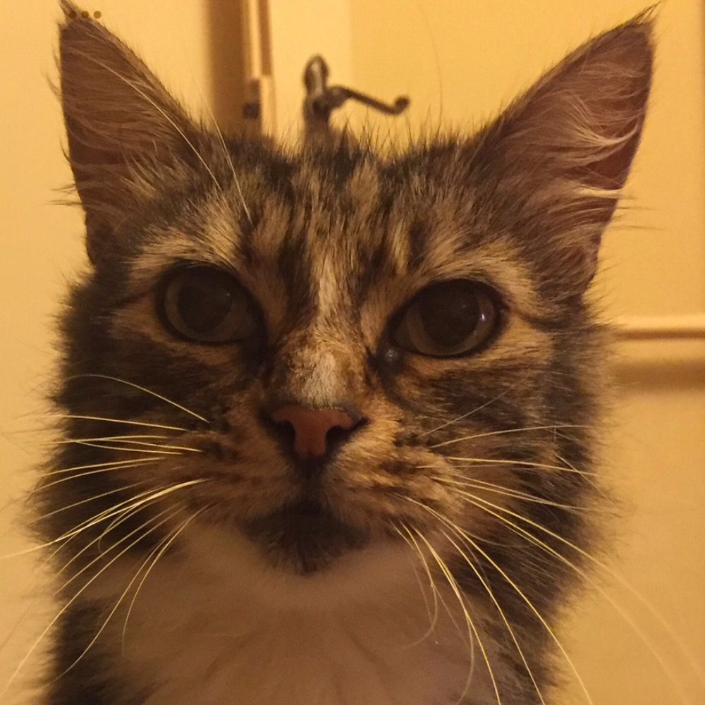 Tabby Cat