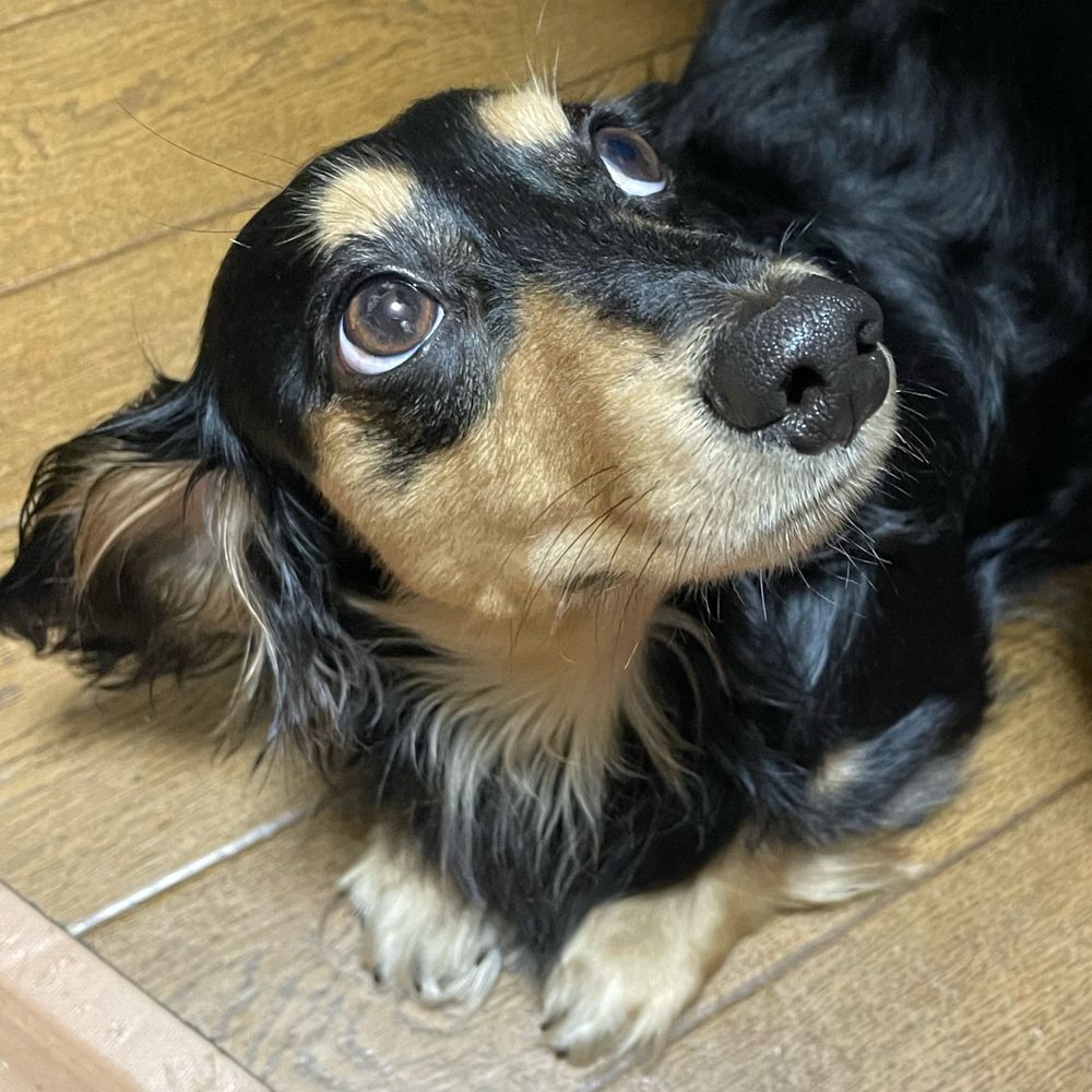 ざ