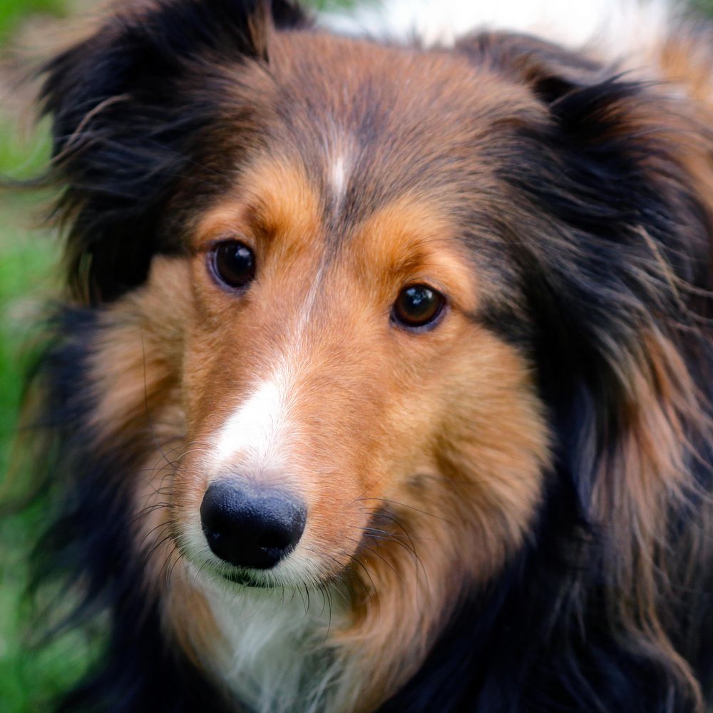 Profile picture sheltieopolis.bsky.social