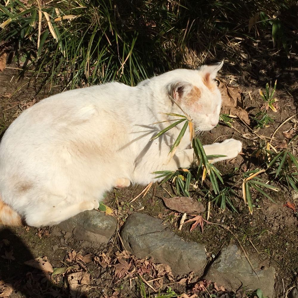 ねこかん