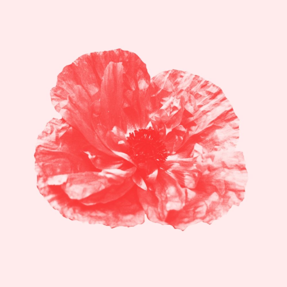Fiona 🔻 Studio Coquelicot