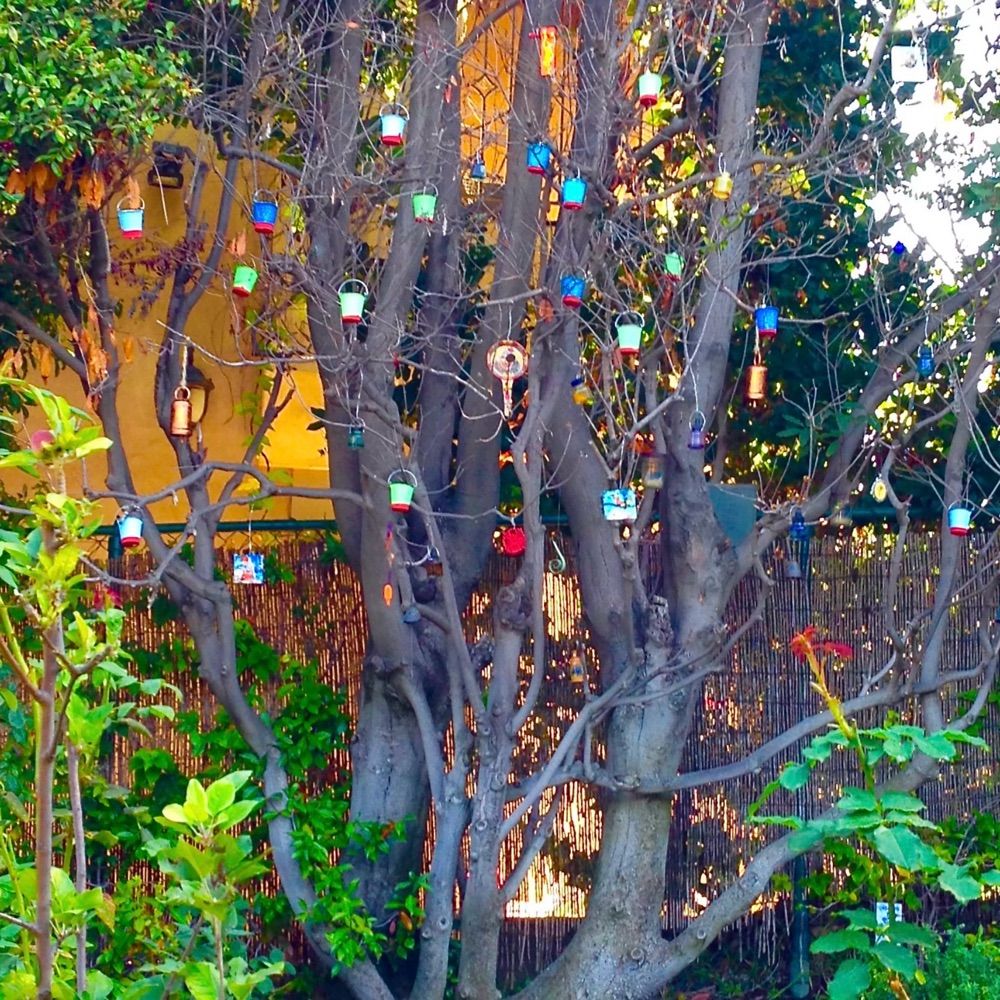 My Backyard Paradise