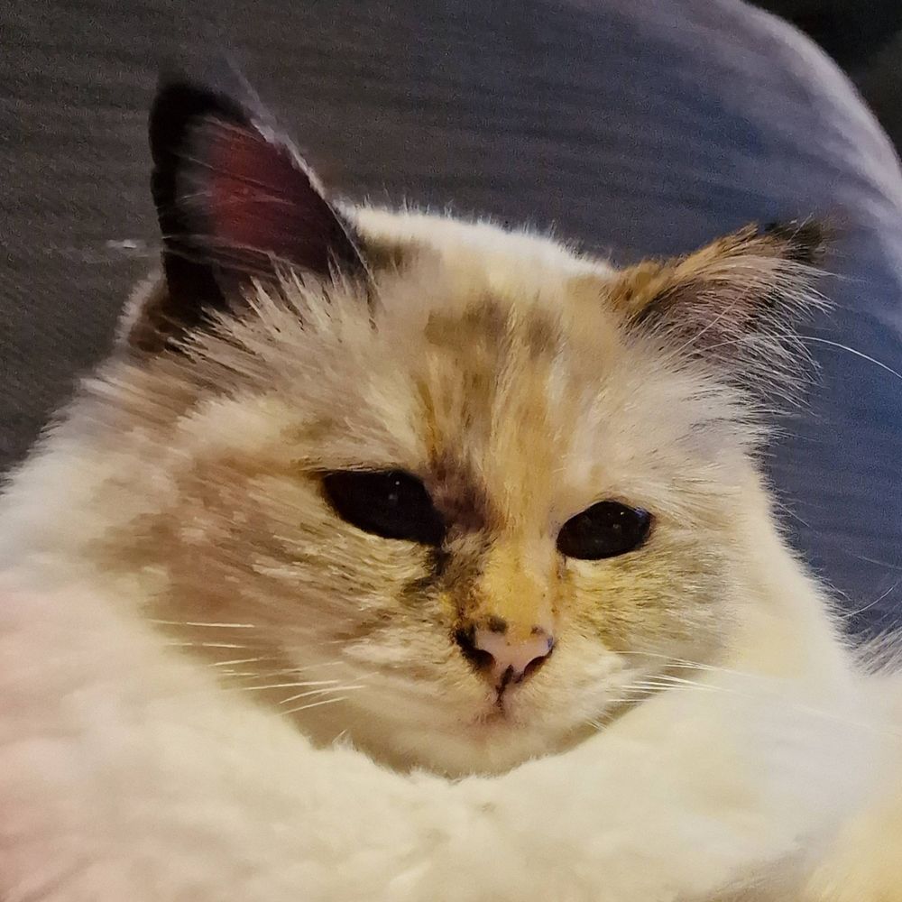 Katten i hatten
