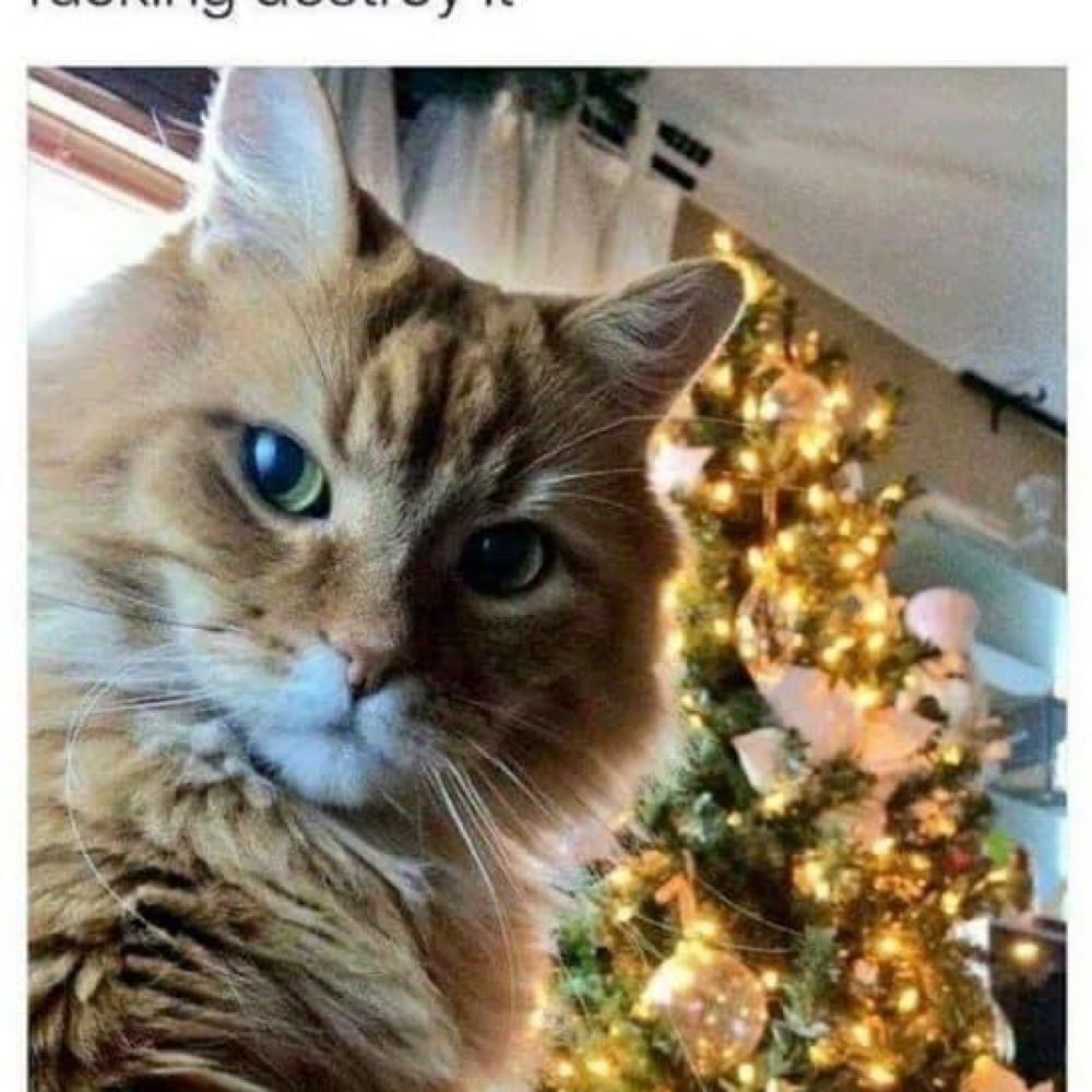 Kat