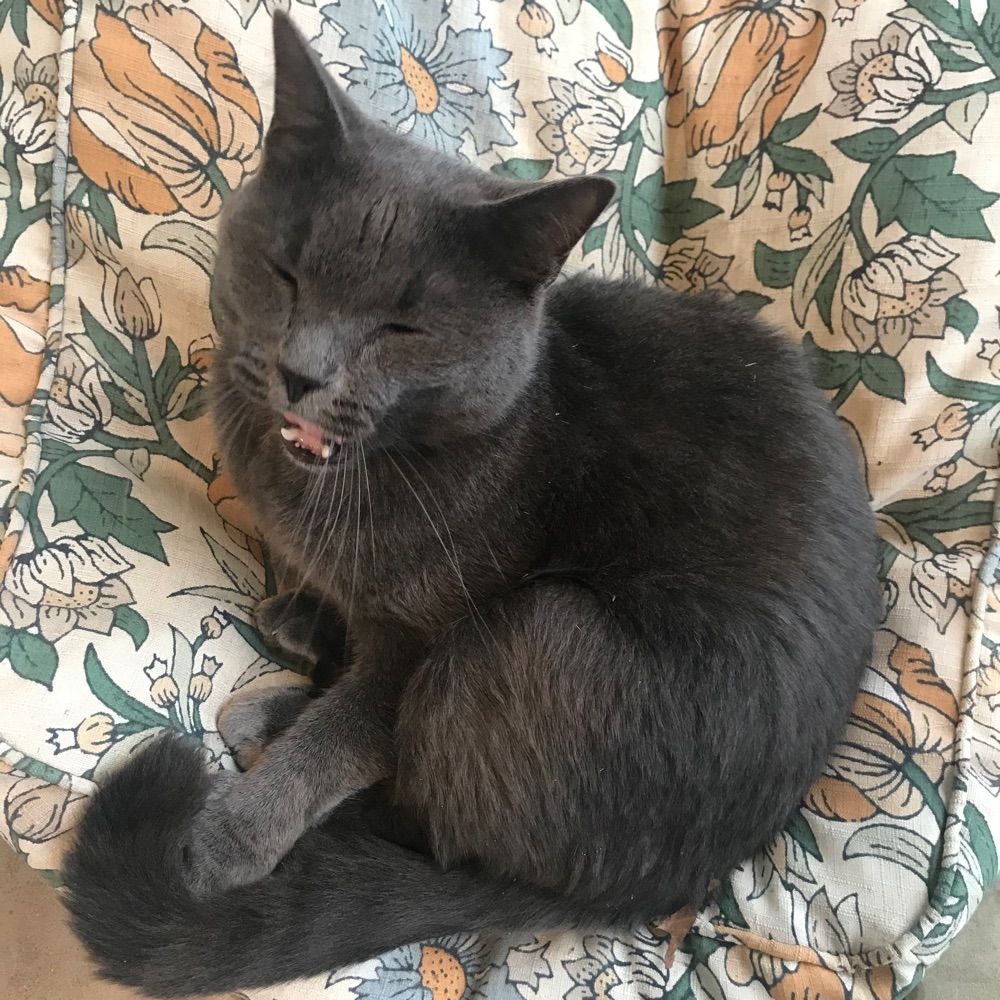 Sam