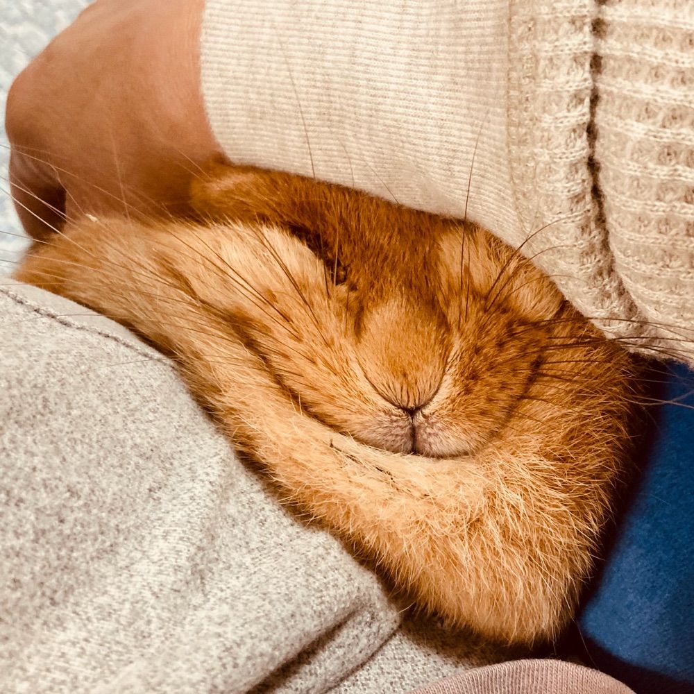 らびぴ🐇