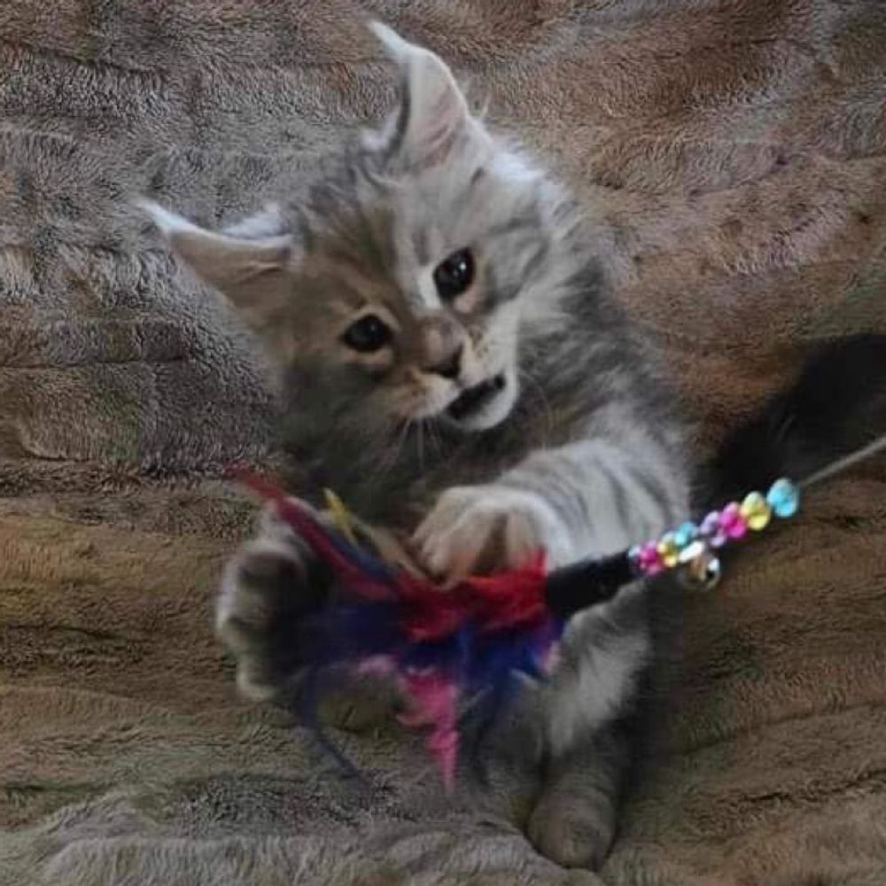 Fabelhaft Maine Coons