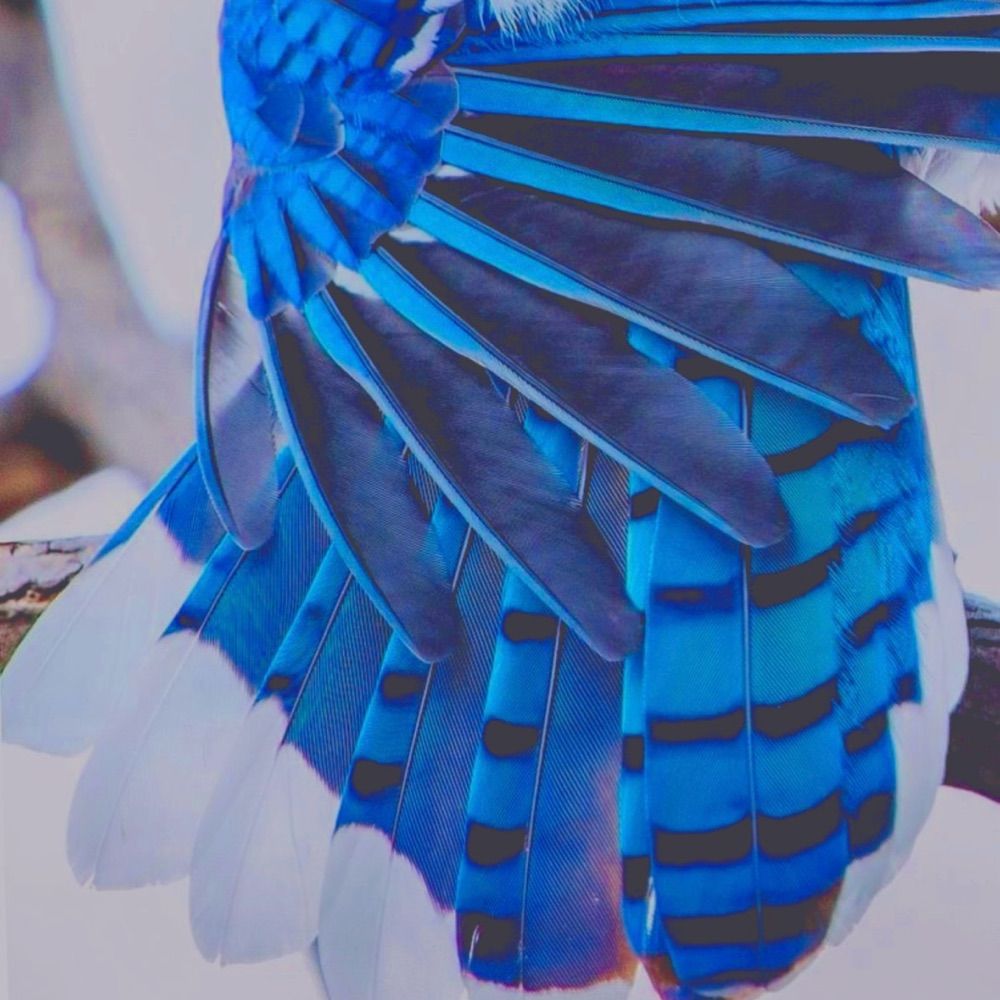 — 𝓙𝙖𝙮𝙡𝙖 💠