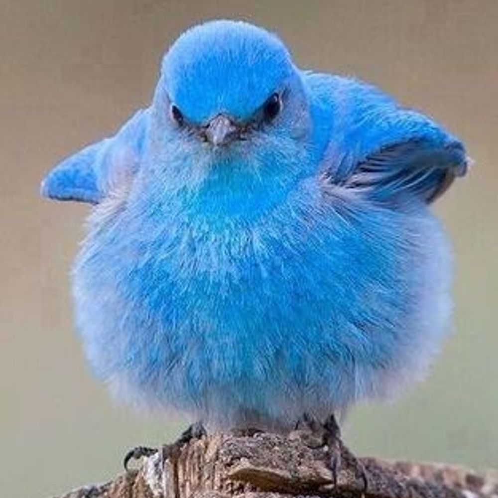 Chirrpy