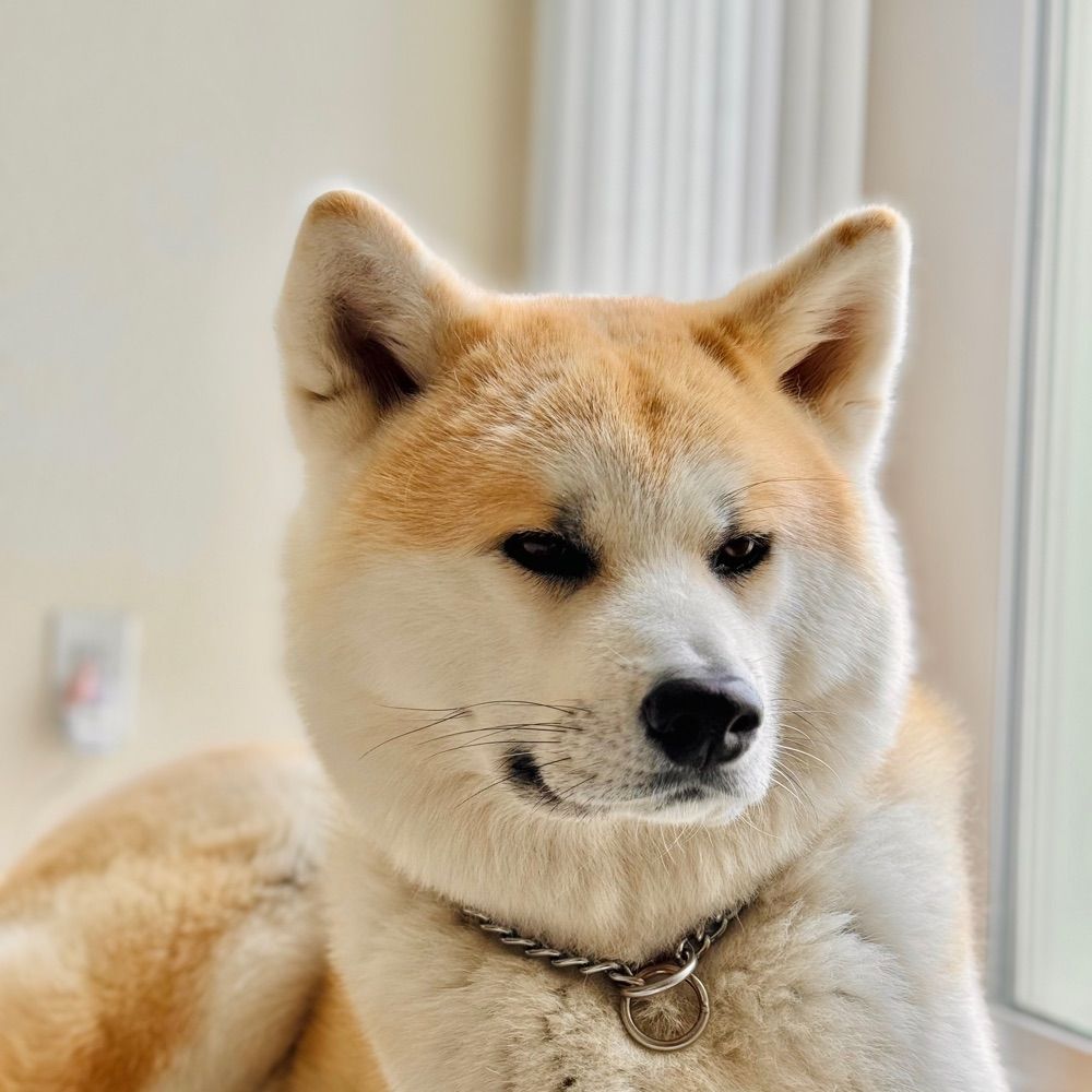 Hedemi