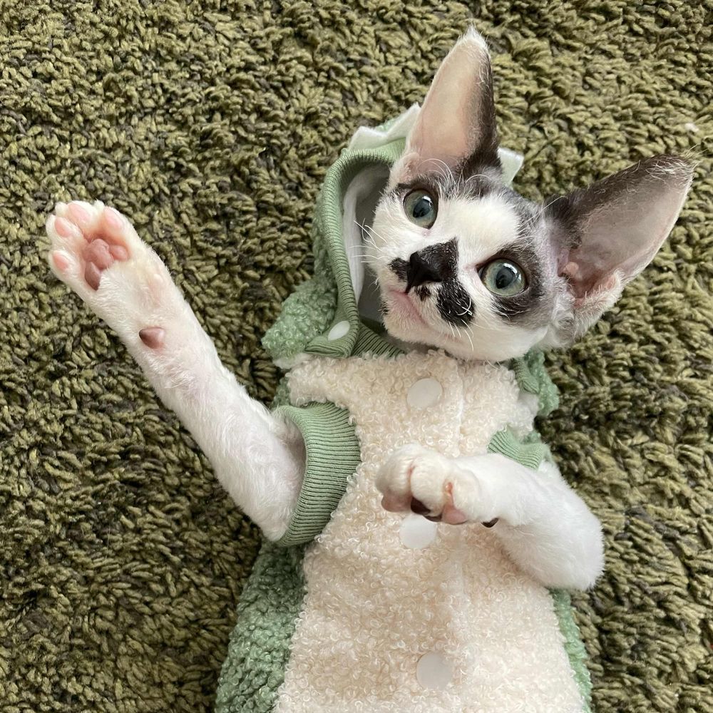LALA CAT