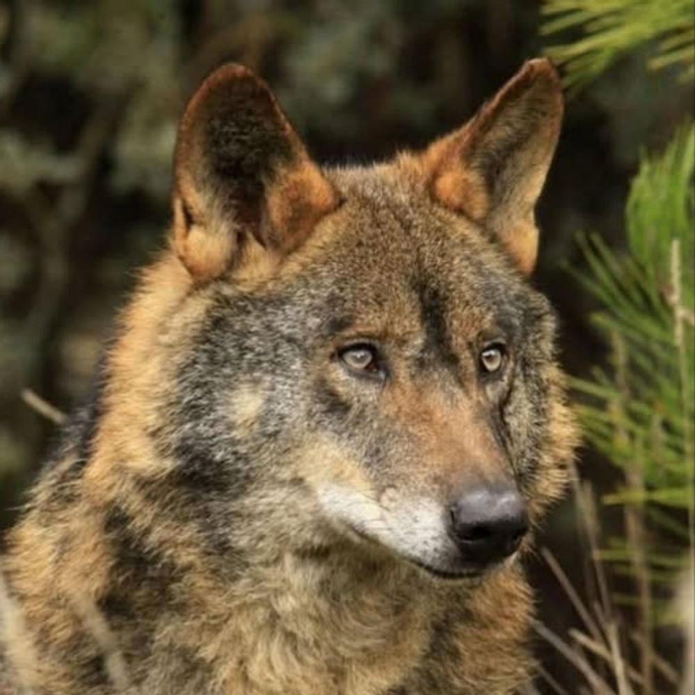 Protección del lobo