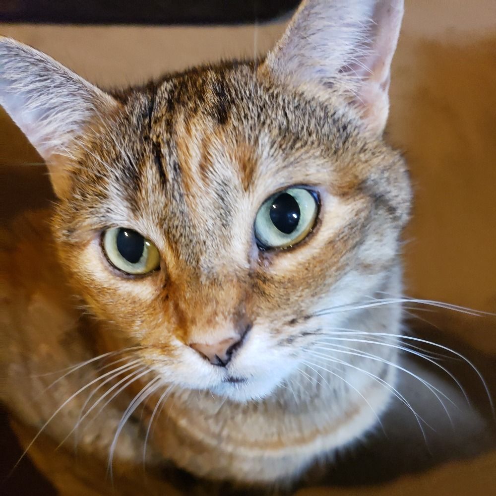 Sammi