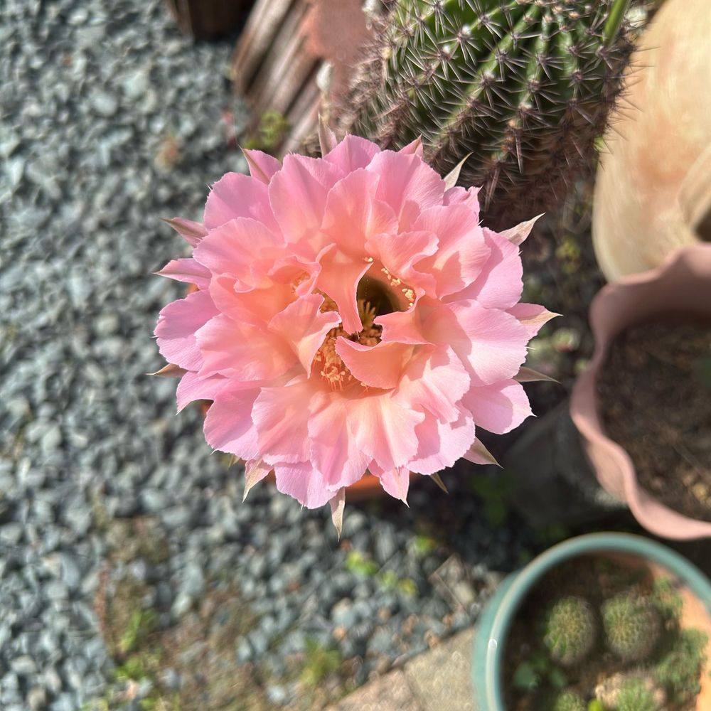 けいき