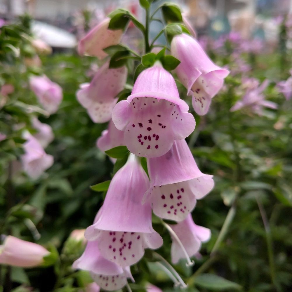 Red Foxglove