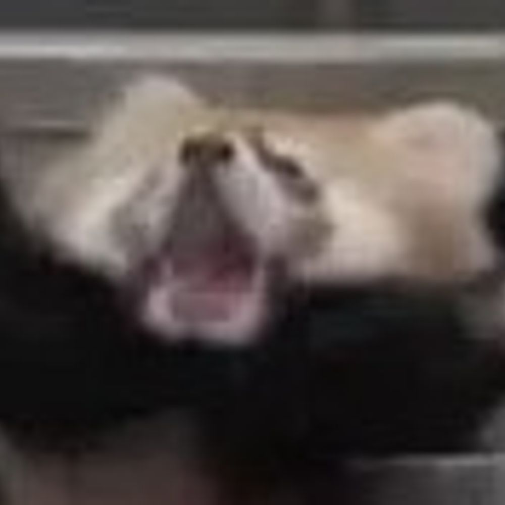 SquishedFlower