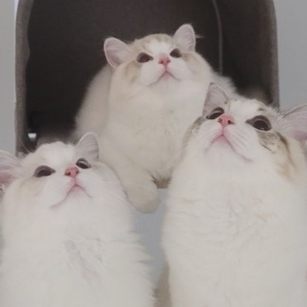 ꒰･῾메이⤾·🐰˚