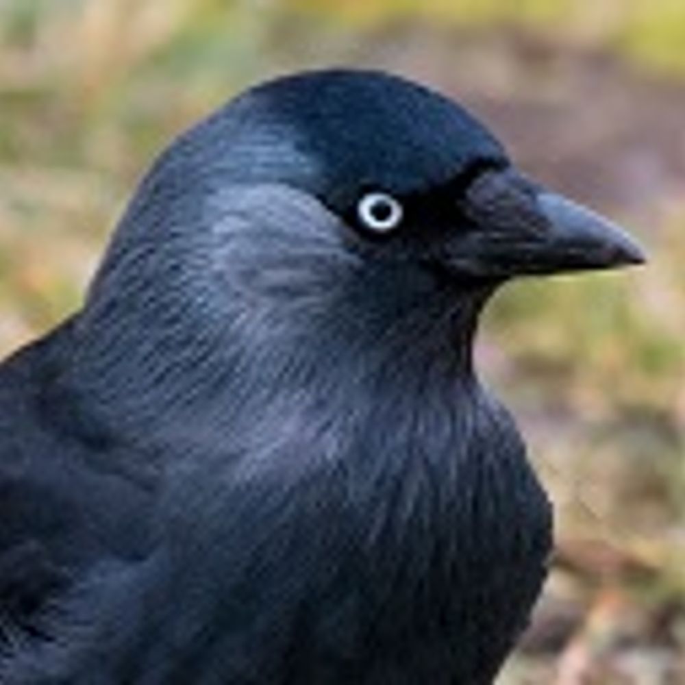 Jackdaw 999 she/her