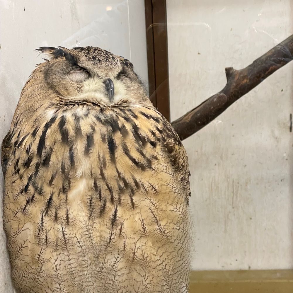 ヨルヒル