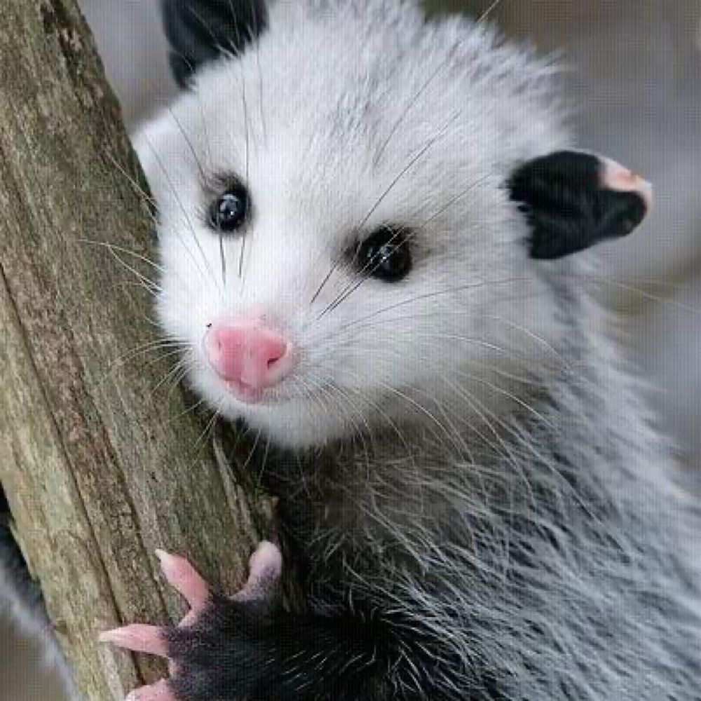 Profile picture stevenbpossum.bsky.social