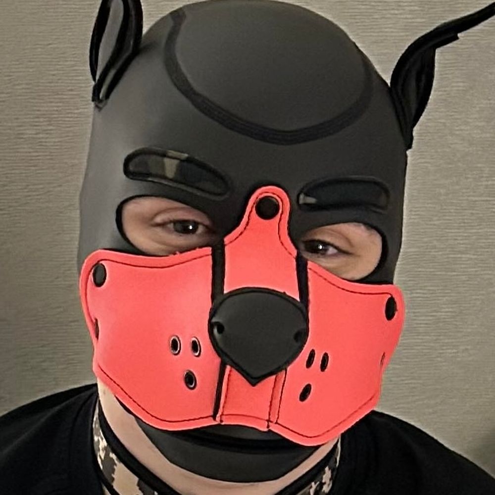 Ash Puppy