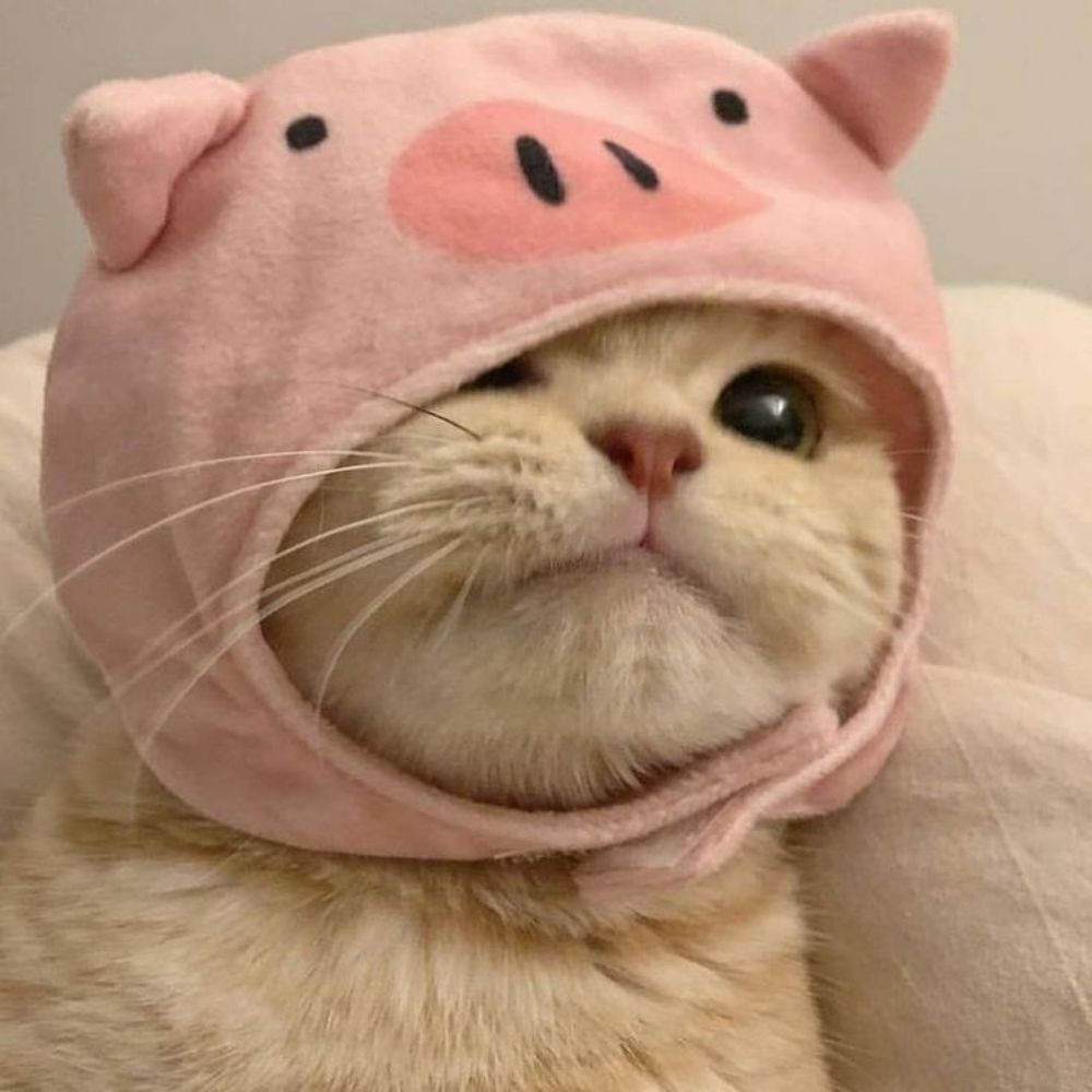 Mah está ansiosa pra outubro 🐾