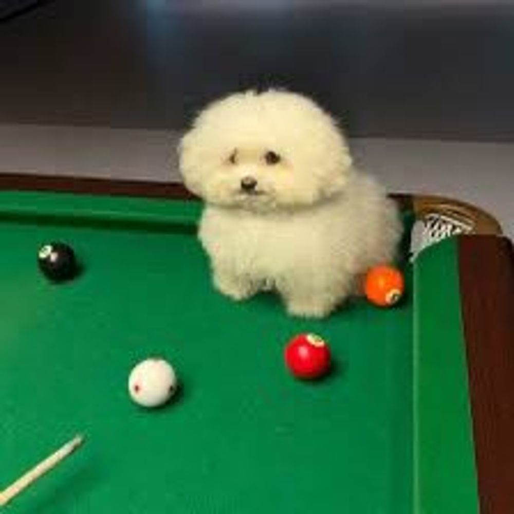 Train Choo