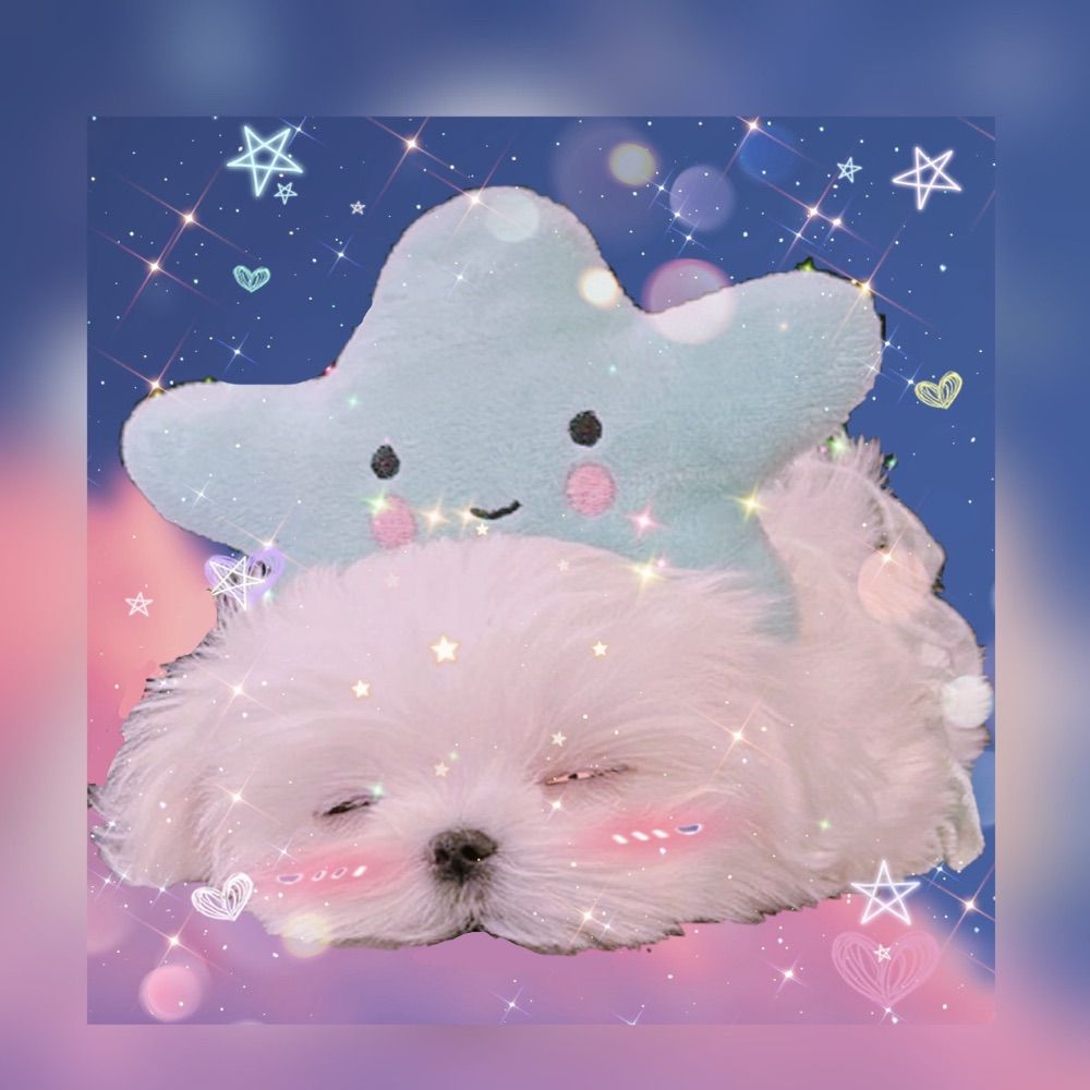 🌟 Star Pup 🌟