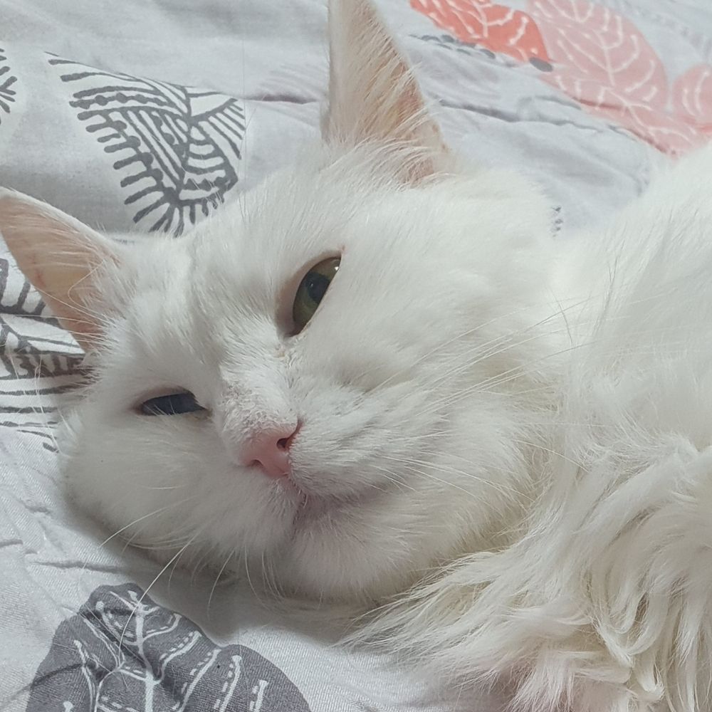 모묭
