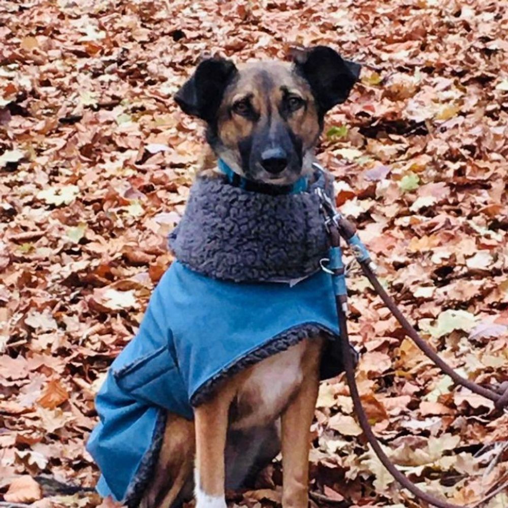 Elli