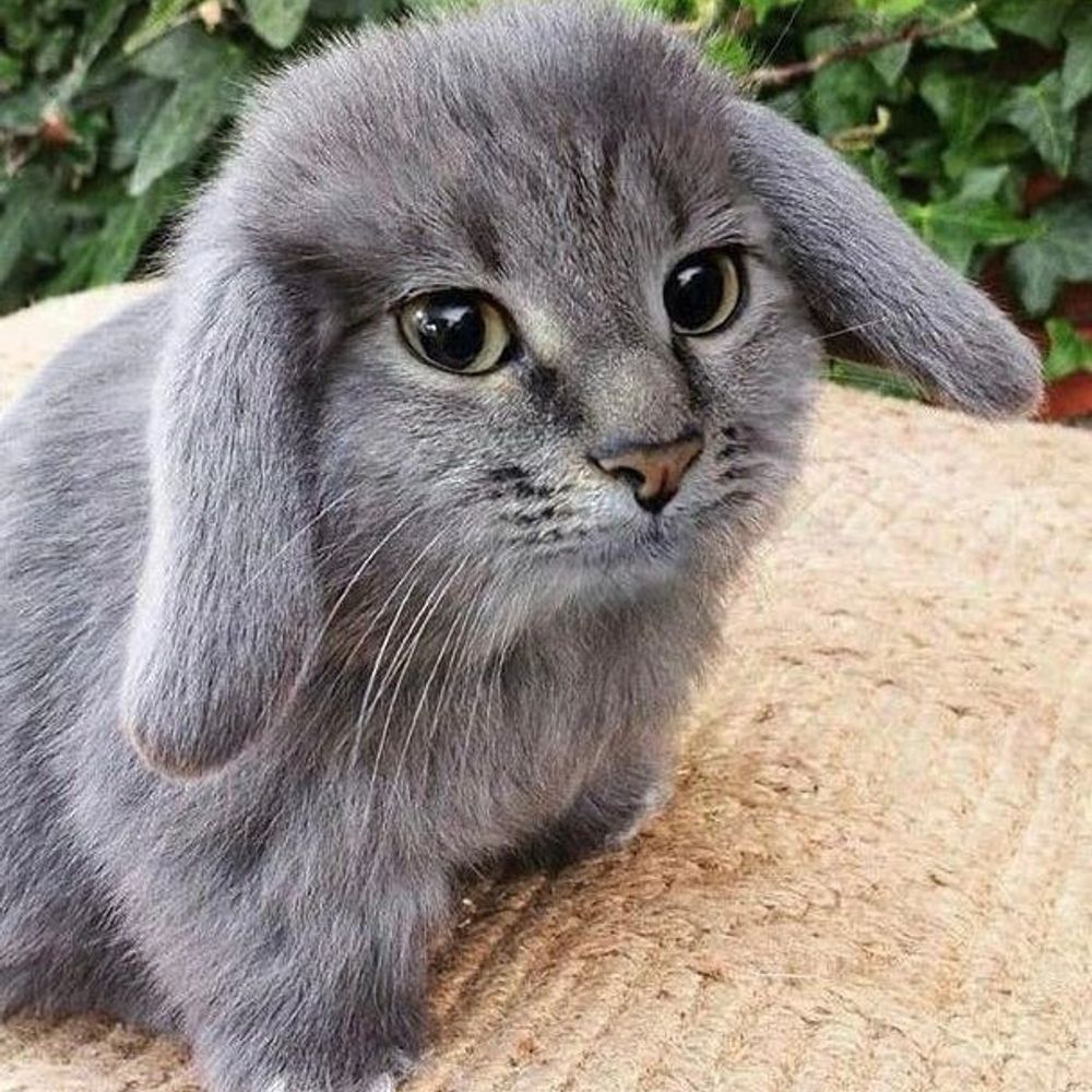 Cabbit