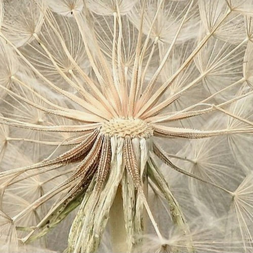 Dandelion Magic Writes 