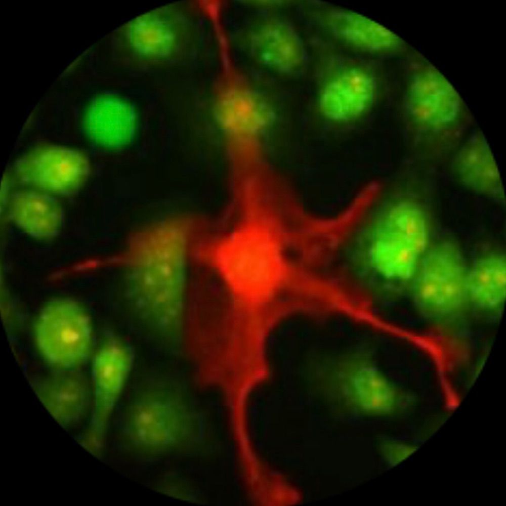 Carmofon Lab