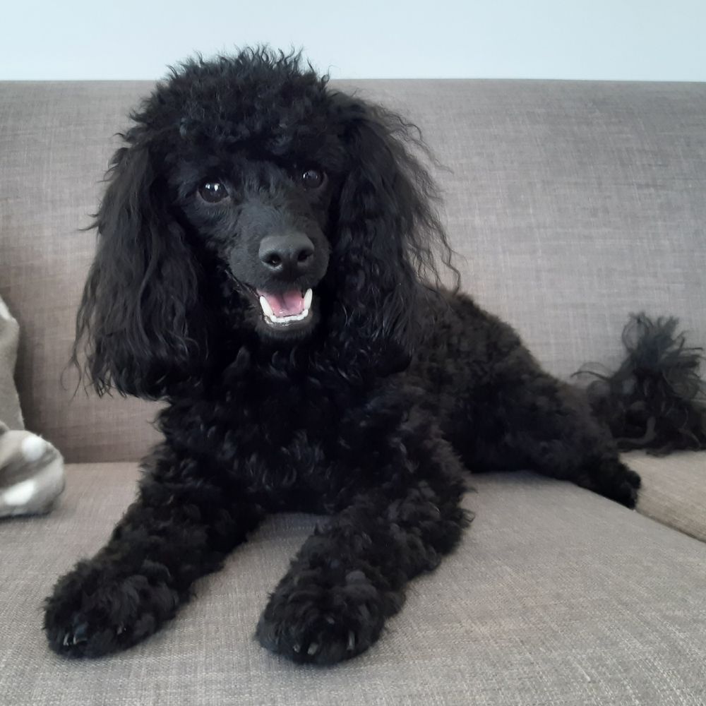 Tommy the Toy Poodle