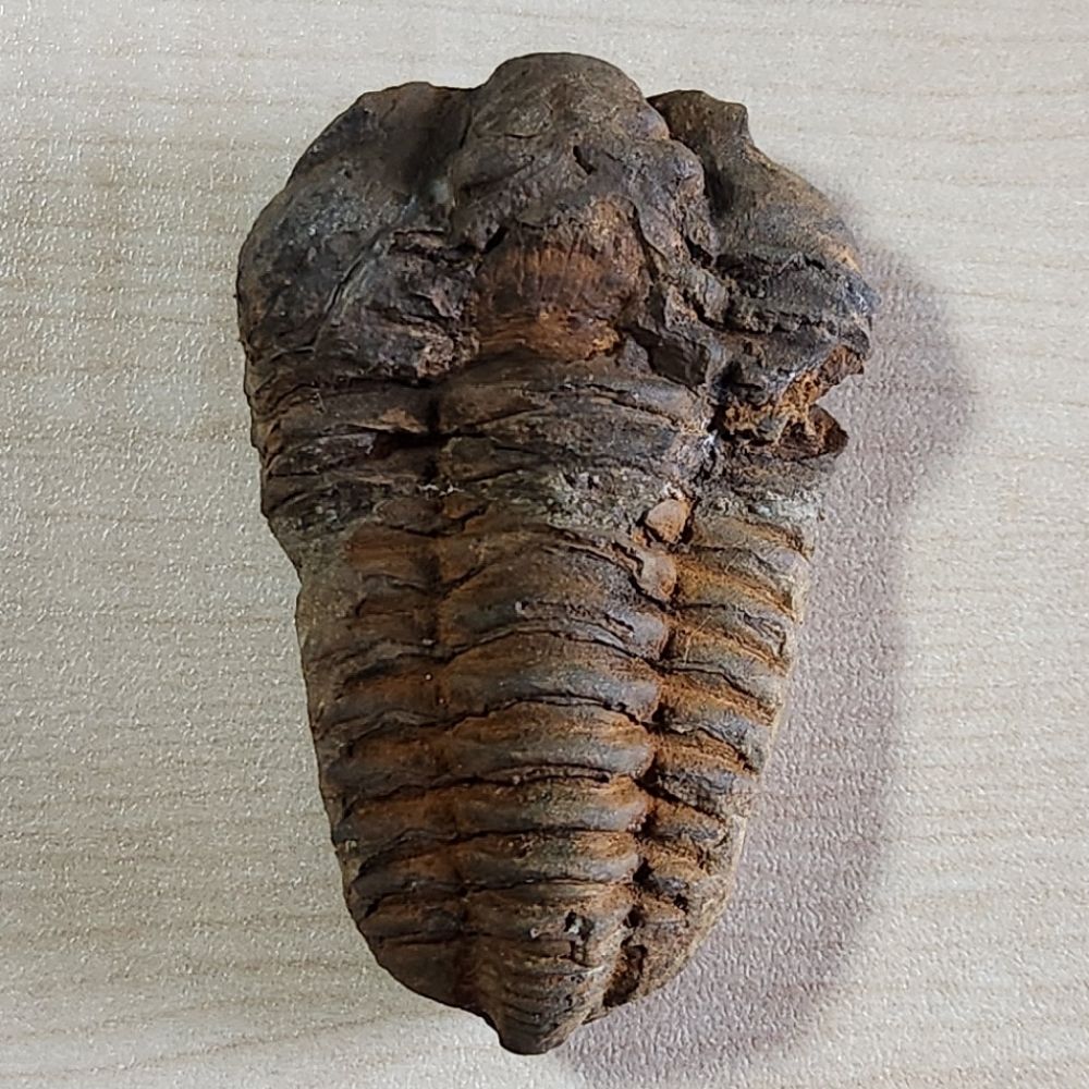 Kemalist Trilobit