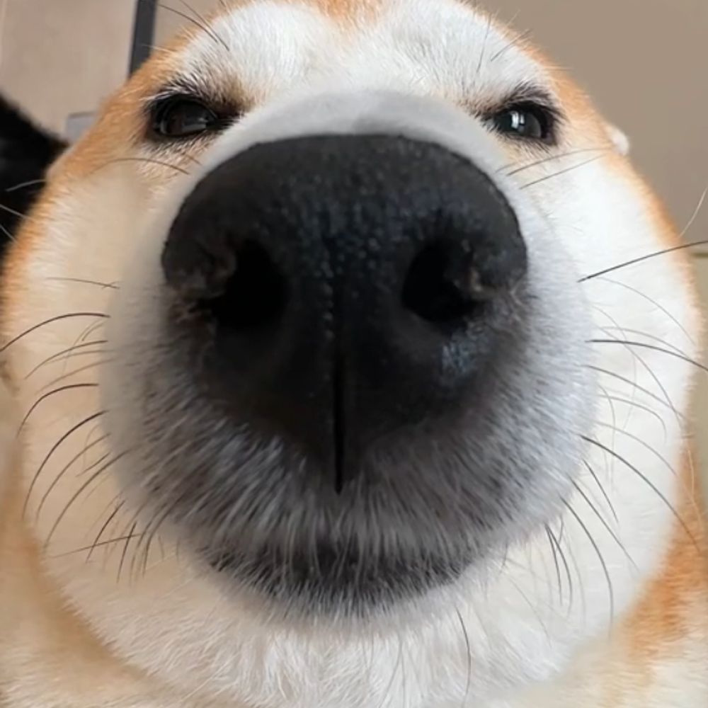 4ndy