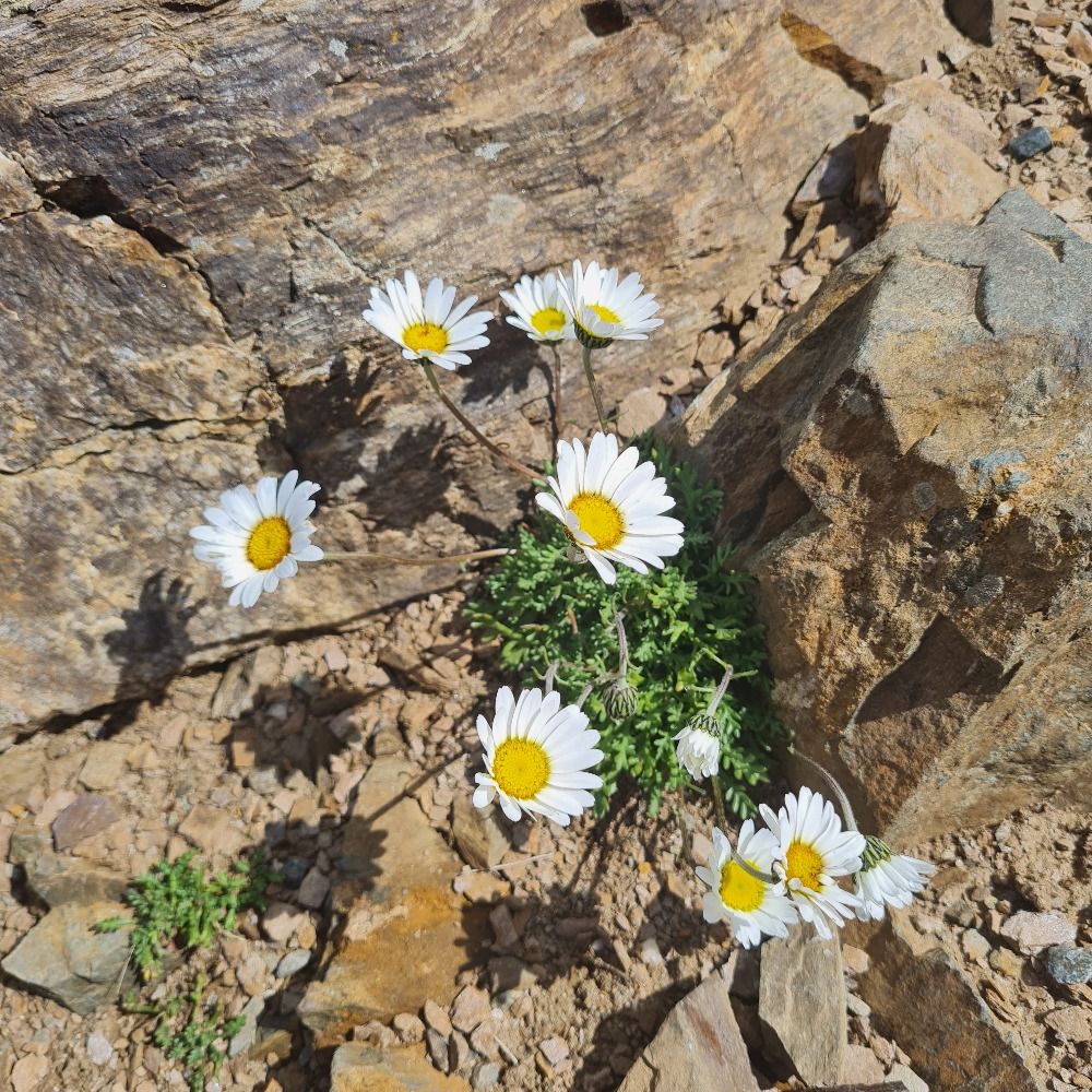 Fridoline