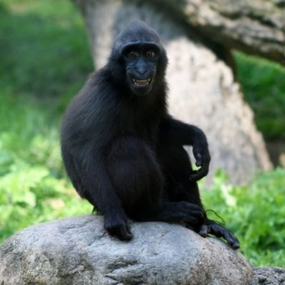 Black Slim Monkey Productions