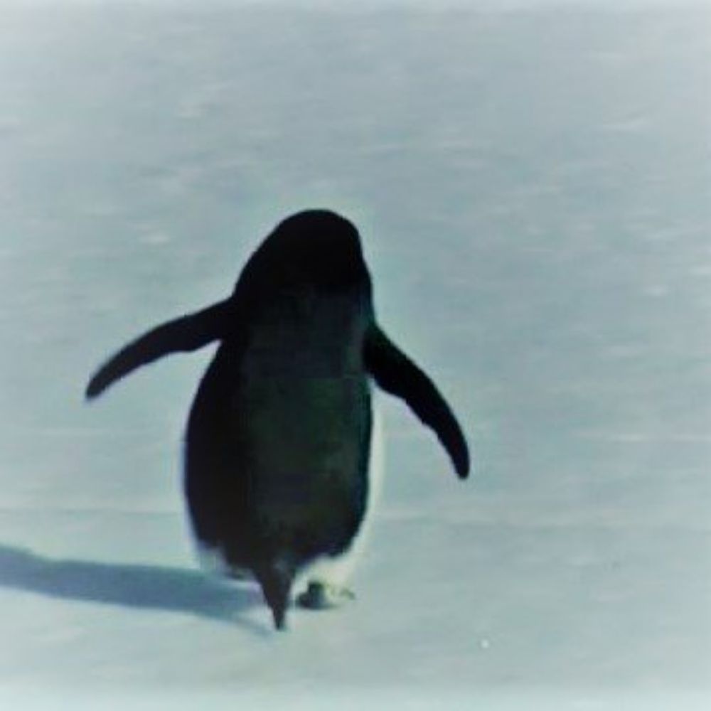 pengvinen