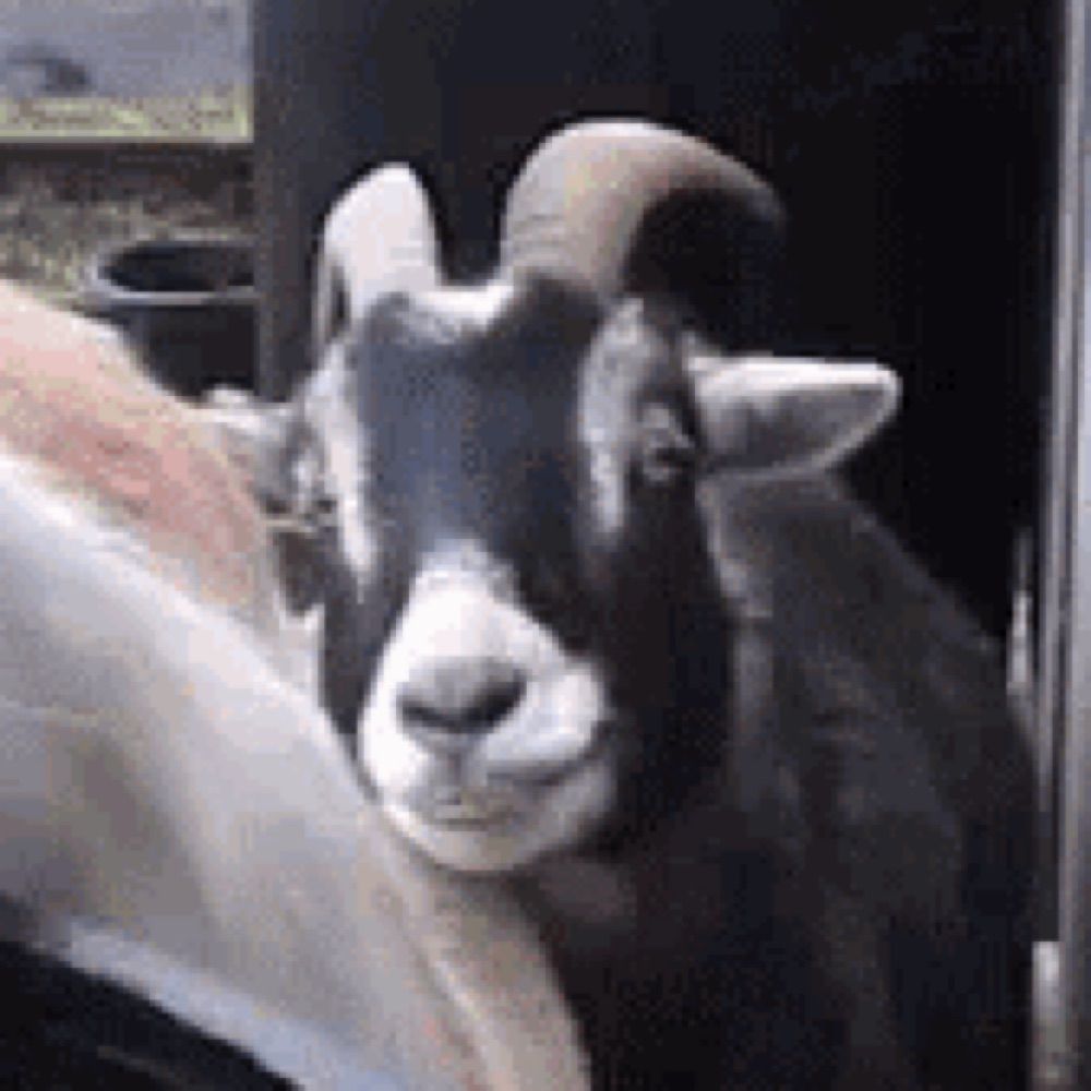 🐐