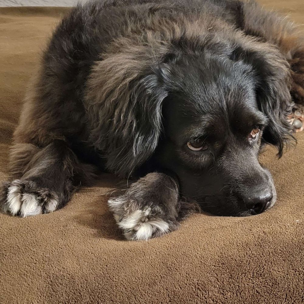 Bailey Snoot