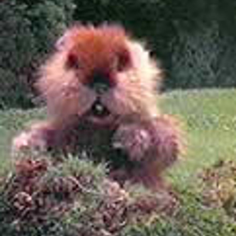 Da Gopher