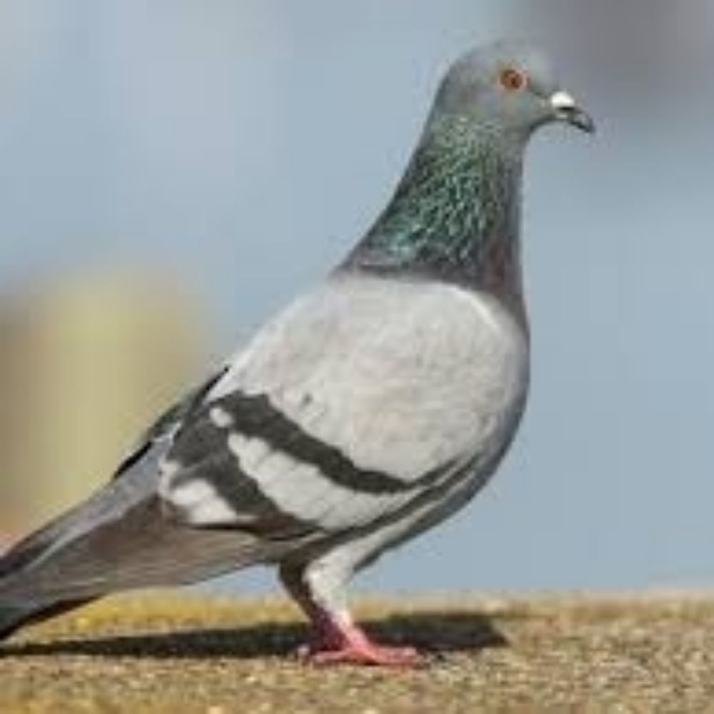 rambling trash dove